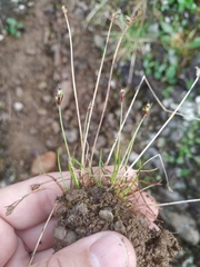 Juncus biglumis
