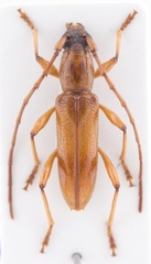 Nesiosphaerion charynae