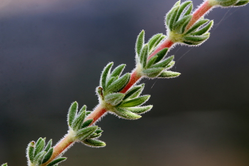 Anthospermum hispidulum