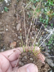 Juncus biglumis