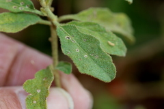 Solanum catombelense