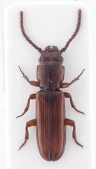 Catogenus klapperichorum