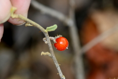 Solanum catombelense