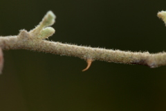 Solanum catombelense