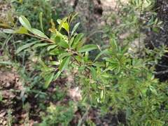 Rhamnus lycioides