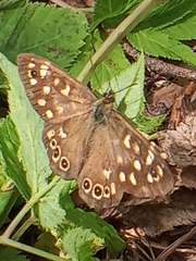 Pararge aegeria