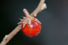 Solanum catombelense