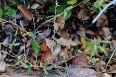 Solanum catombelense