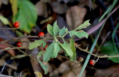 Solanum catombelense