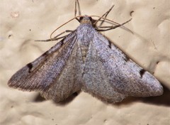 Digrammia triviata