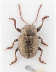 Chalcosicya convexa