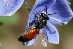 Sphecodes