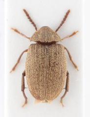 Amblycerus sallei