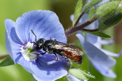 Sphecodes