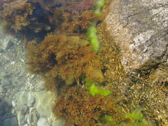 Gongolaria barbata