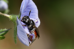Sphecodes