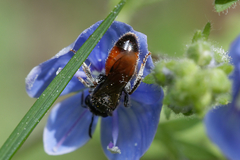 Sphecodes