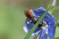 Sphecodes