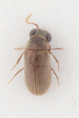 Xyletininae