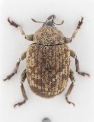 Cephalalges murinus