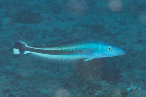 Banded blanquillo (Malacanthus latovittatus) — Malacanthidae — 5