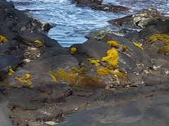 Ahnfeltiopsis concinna