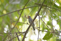 Sporophila schistacea