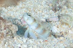 Amblyeleotris arcupinna