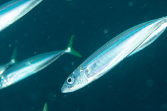 Decapterus macarellus