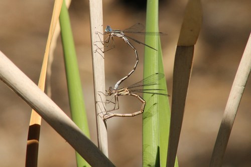iNaturalist observation photo of Northern Spreadwing