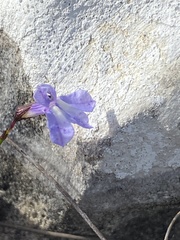Lobelia capillifolia