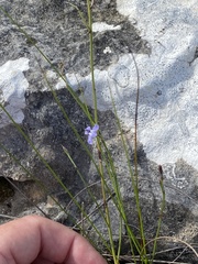 Lobelia capillifolia