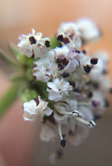 Lomatium geyeri