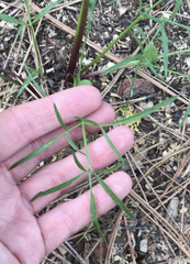 Lomatium geyeri