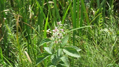 Rubus rigidus
