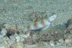 Amblyeleotris ellipse