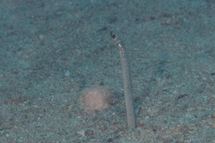 Gorgasia maculata