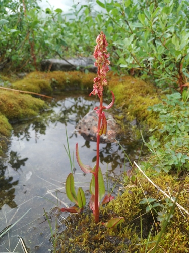 Rumex arcticus Trautv.