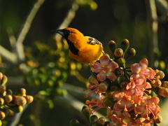 Icterus auratus