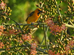 Icterus auratus