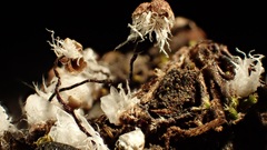 Mannia fragrans