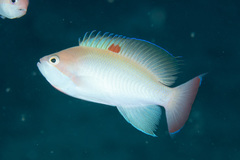 Pseudanthias hypselosoma
