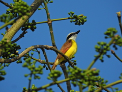 Pitangus sulphuratus