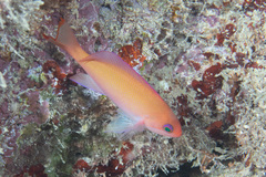 Pseudanthias hypselosoma