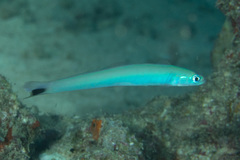 Ptereleotris heteroptera