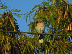 Zenaida asiatica