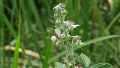 Rubus rigidus