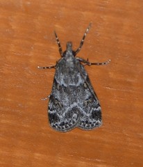 Scoparia palloralis