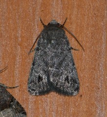 Anorthodes triquetra