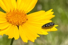 Acmaeodera ornata